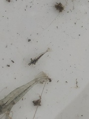 Palaemon macrodactylus