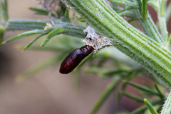 Agonopterix umbellana