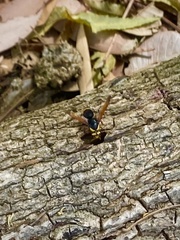 Rhynchium superbum