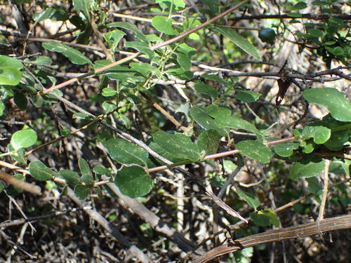 iNaturalist observation photo of Southern Honeysuckle
