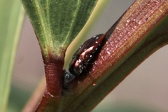 Diphucrania albosparsa