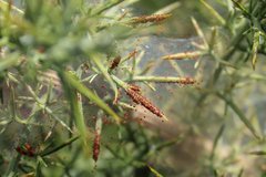 Tetranychus lintearius