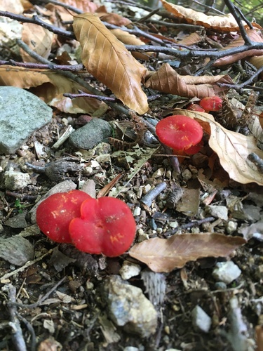Scarlet Waxy Cap