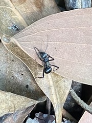 Polyrhachis daemeli
