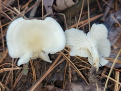 Cuphophyllus angustifolius