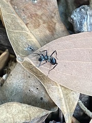 Polyrhachis daemeli