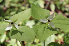 Trillium