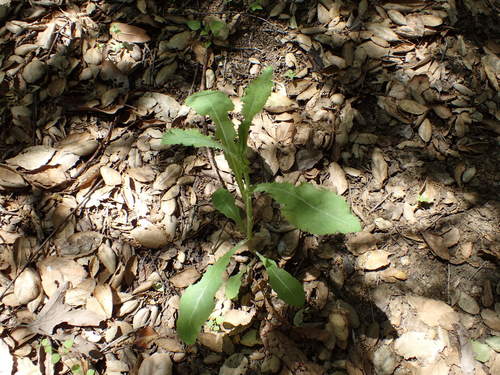 iNaturalist observation photo of prickly lettuce