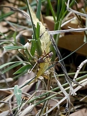 Polistes stigma