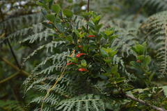 Scutellaria volubilis