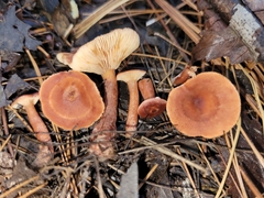 Lactarius neotabidus