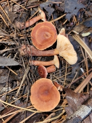 Lactarius neotabidus
