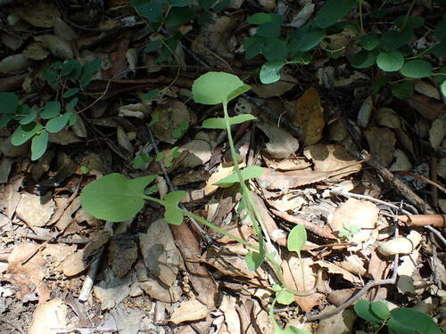 iNaturalist observation photo of Common Sow-thistle