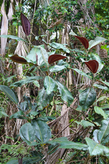 Miconia calvescens