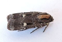 Abagrotis glenni