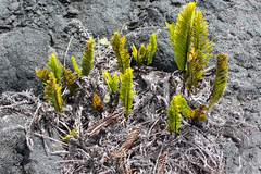 Polypodium pellucidum vulcanicum