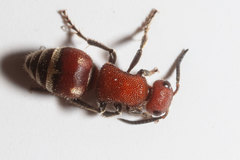 Timulla ferrugata