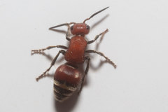 Timulla ferrugata
