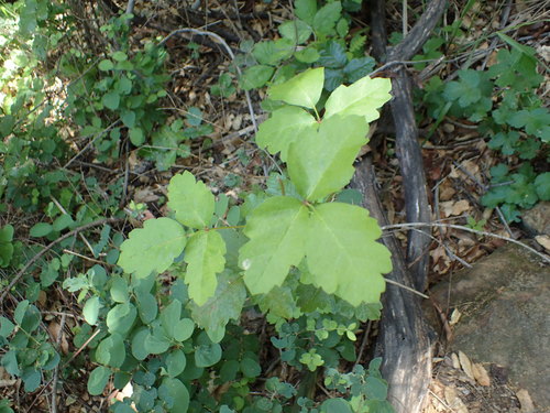 iNaturalist observation photo of Pacific poison oak
