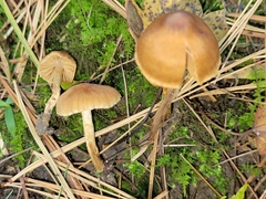 Cortinarius saniosus