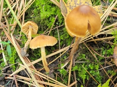 Cortinarius saniosus