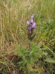 Lupinus bracteolaris