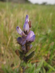 Lupinus bracteolaris