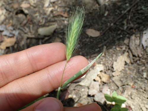 iNaturalist observation photo of wall barley
