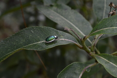 Asphaera albomarginata