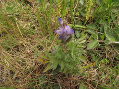 Lupinus bracteolaris
