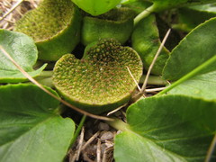 Dorstenia brasiliensis