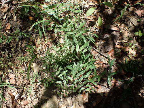 iNaturalist observation photo of Pacific pea