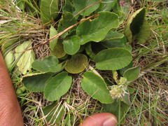 Dorstenia brasiliensis