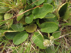 Dorstenia brasiliensis