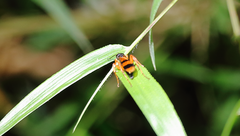 Sphictostethus striatulus