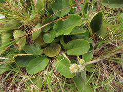 Dorstenia brasiliensis