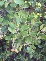 Arctostaphylos parryana