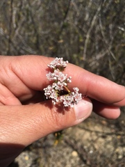 Eriogonum fasciculatum fasciculatum