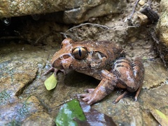 Giant Barred-Frog photo 5