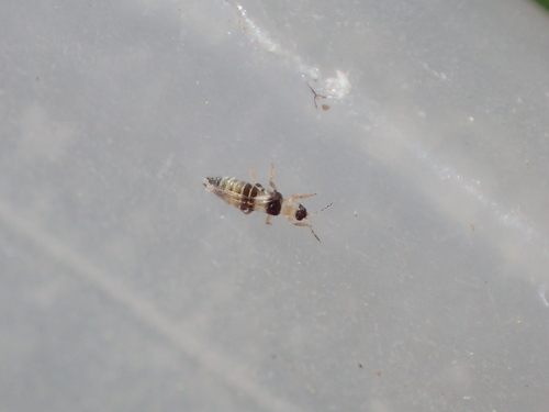 iNaturalist observation photo of Neohydatothrips