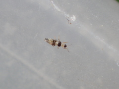 Neohydatothrips