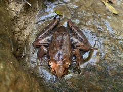 Giant Barred-Frog photo 2