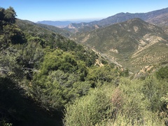 Pseudotsuga macrocarpa