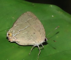 Theclopsis mycon