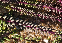 Polygala cyparissias