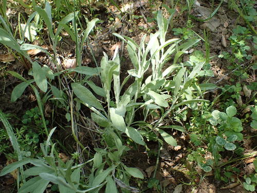iNaturalist observation photo of rabbit-tobaccos