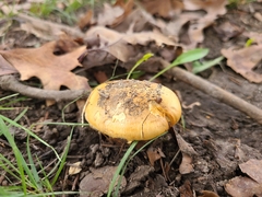 Cortinarius caryae