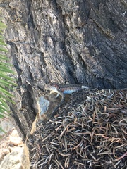 Sceloporus graciosus gracilis