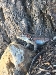 Sceloporus graciosus gracilis