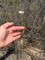 Eriogonum fasciculatum fasciculatum